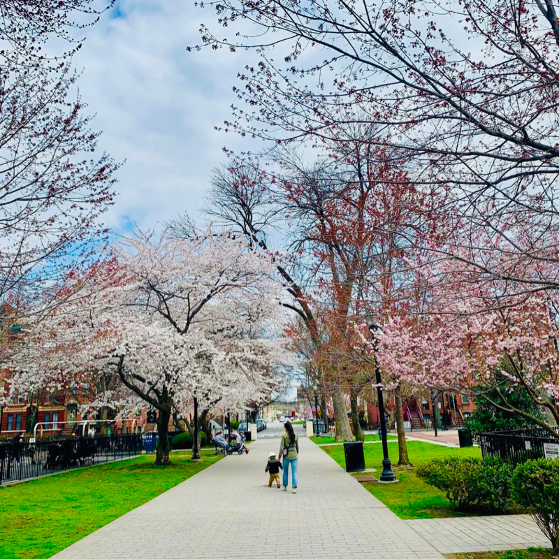 Places to see cherry blossoms near Jersey City NJ