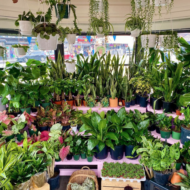 Buying plants/ plant shops in Jersey City Local Businesses