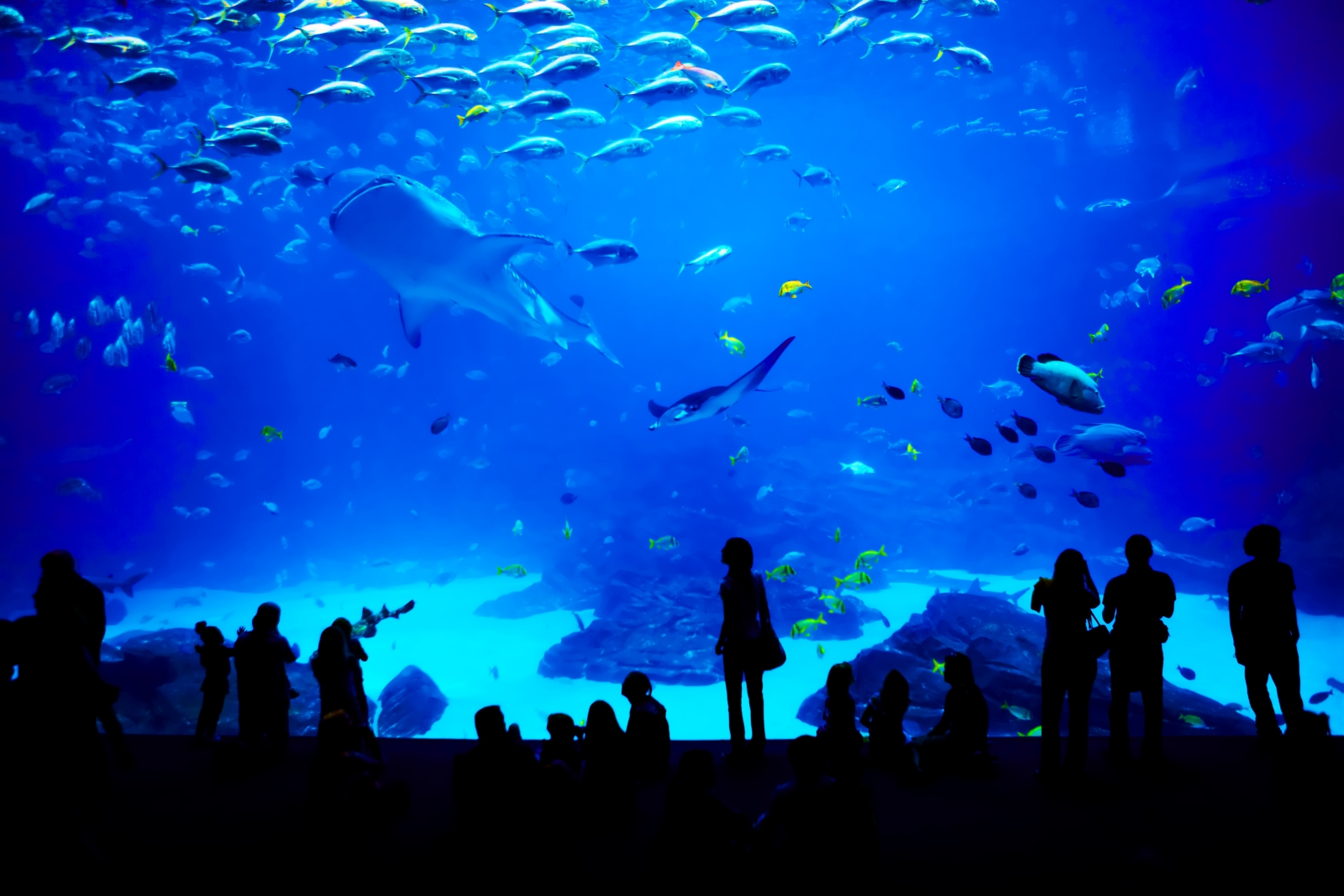 Things To Do Near Adventure Aquarium - 1537826581