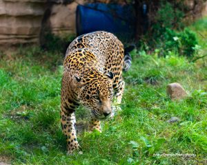 13 Reasons To Take A FieldTrip To The Turtleback Zoo