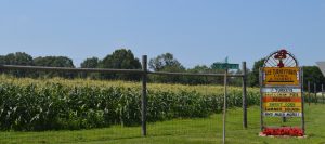 Pick-Your-Own fruit: Farms Open Near Jersey City