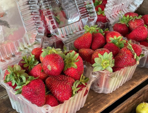 Jersey strawberries are here and they're really early! 