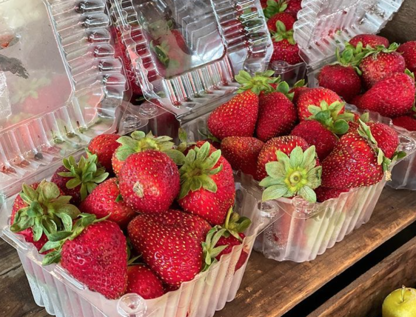 Strawberry Picking Things to do in New Jersey JCFamilies