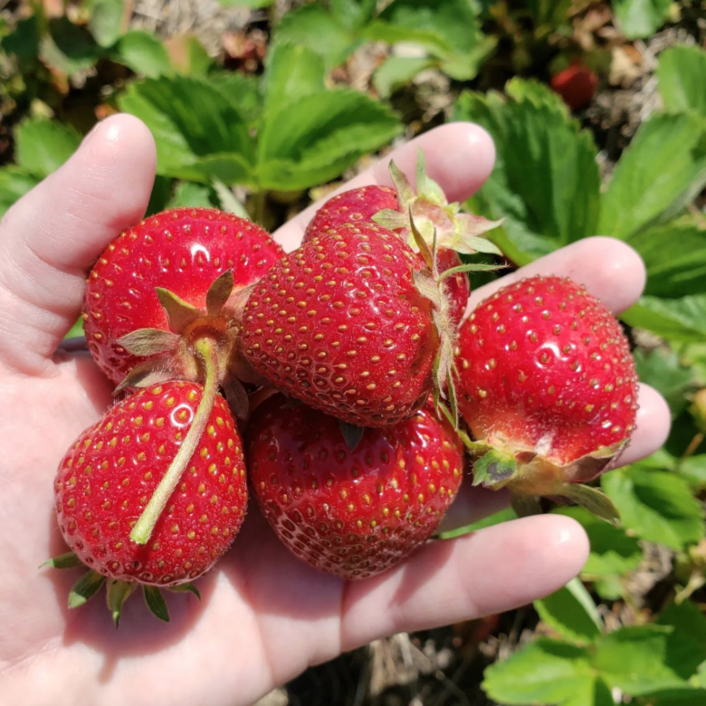 Strawberry Picking - Things To Do In New Jersey | JCFamilies