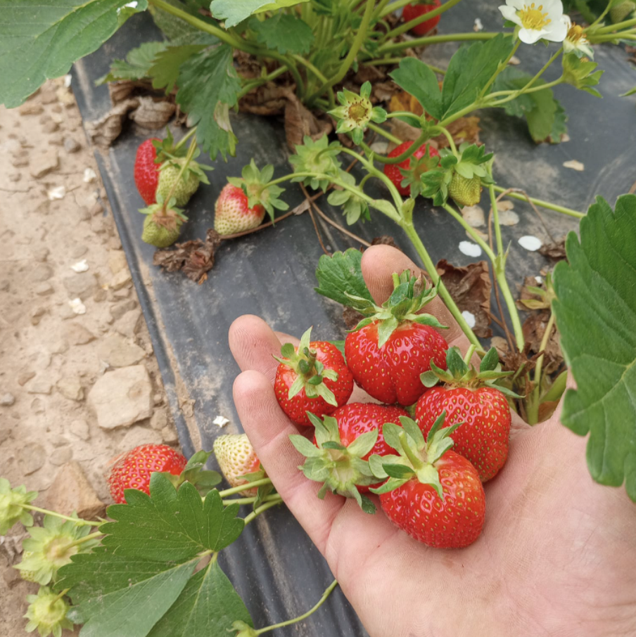 Strawberry Picking - Things To Do In New Jersey | JCFamilies