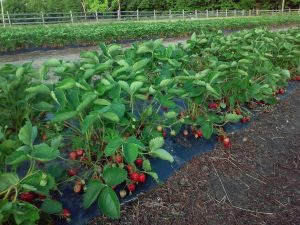 strawberry picking farms around Jersey City, NJ