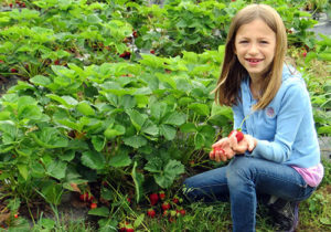 strawberry picking farms around Jersey City, NJ