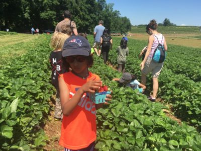 strawberry picking farms around Jersey City