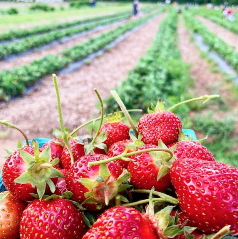 Strawberry Picking In Nj 810x812 
