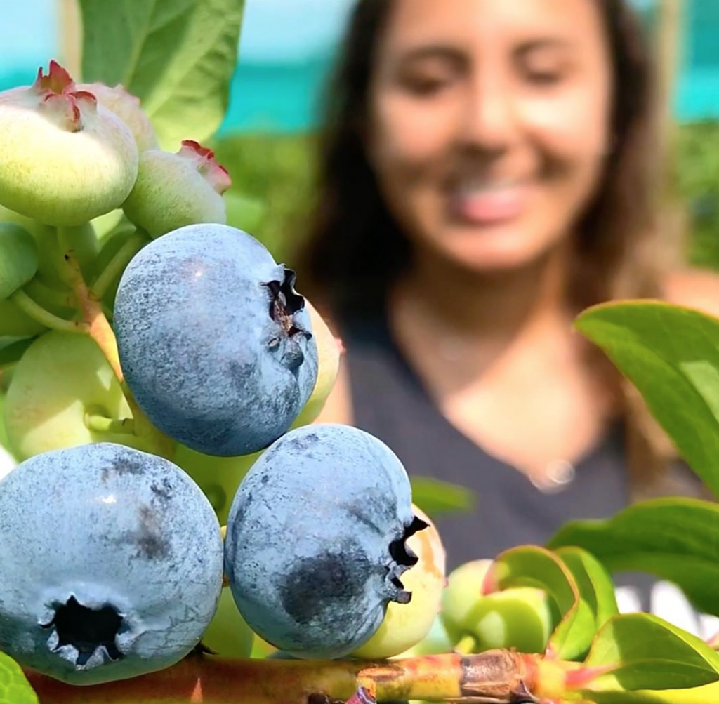 Blueberry Picking Around Jersey City JCFamilies