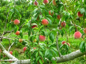 Pick Your Own Peach Farms Around Jersey City