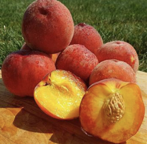 pick your own peach farms around jersey city