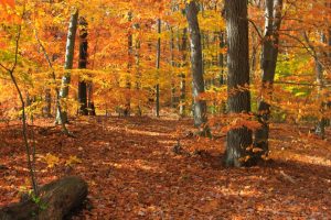 Best Places to See Fall Colors and Foliage Near Jersey City