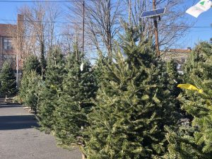Buy Christmas Trees Jersey City