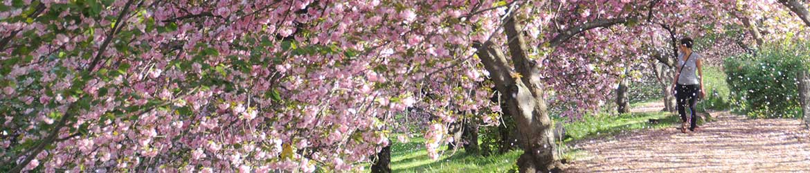 places to see cherry blossoms near Jersey City NJ