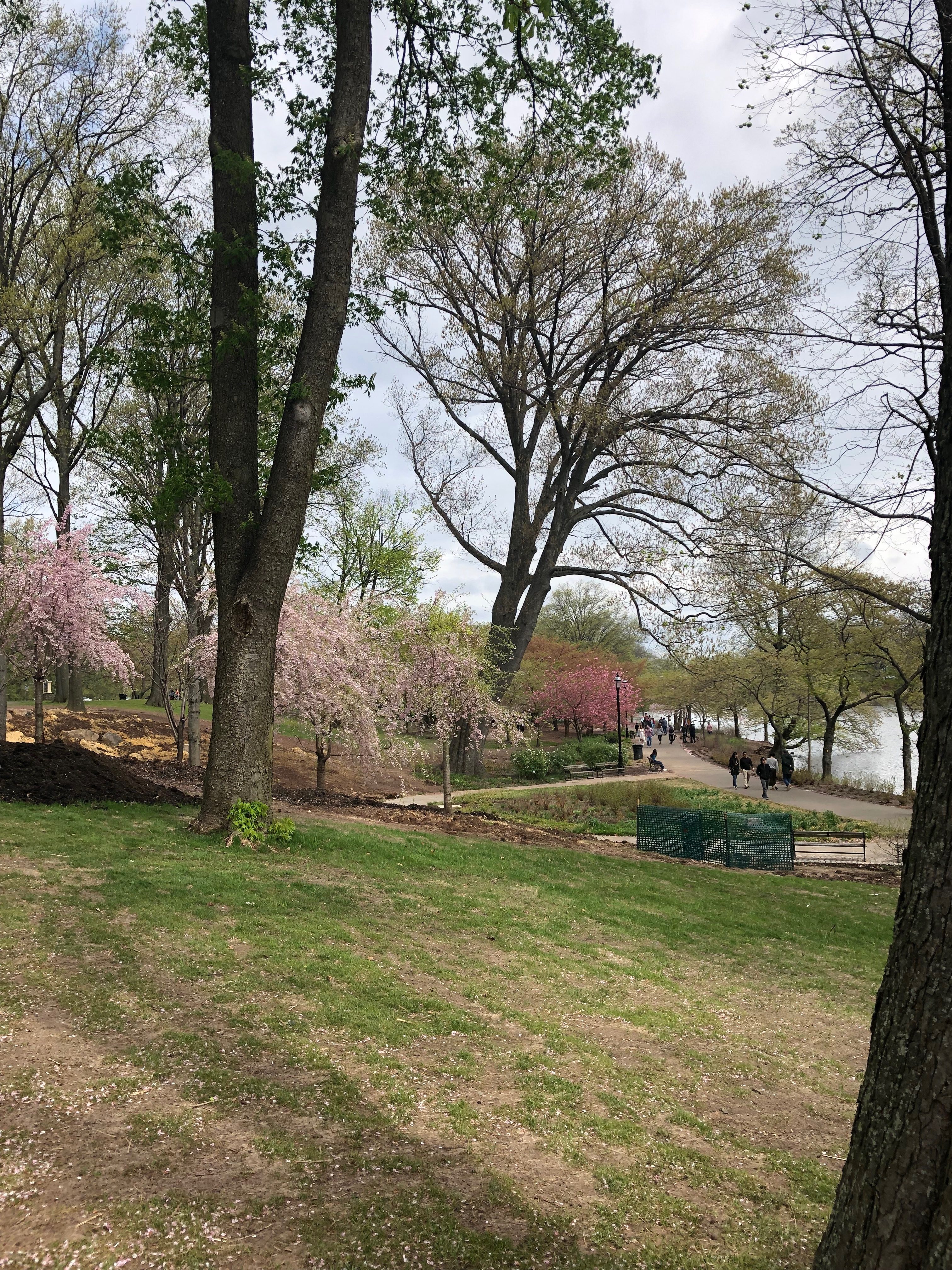 Places To See Cherry Blossoms Near Jersey City Nj