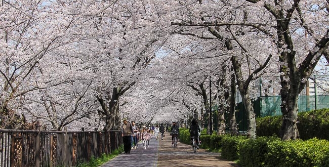 places to see cherry blossoms near Jersey City NJ