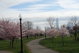 Places to see cherry blossoms near Jersey City NJ