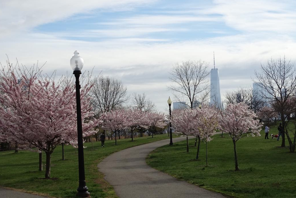 Places To See Cherry Blossoms Near Jersey City Nj 
