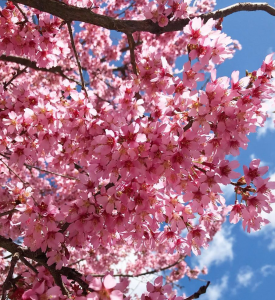 Cherry Blossom Jerseys