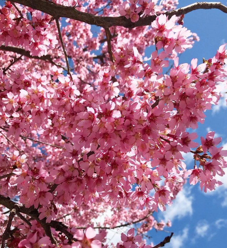 Places to see cherry blossoms near Jersey City NJ