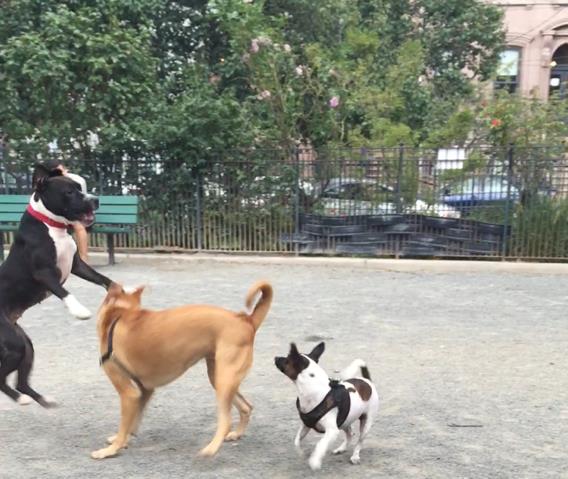 Dog parks and dog-friendly places in and around Jersey City