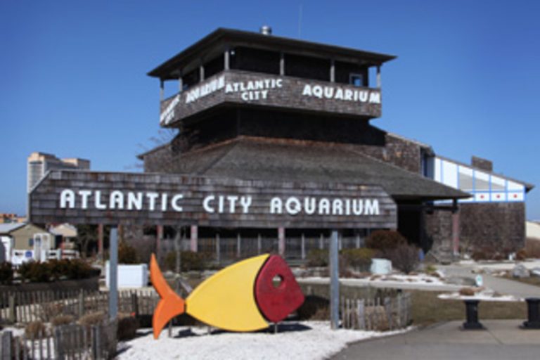 Best Zoos Aquariums Jersey City - Atlantic City 768x512