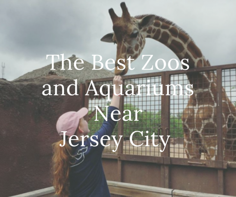 The best zoos and aquariums near Jersey City - Free Public Library In Jersey City 810x679
