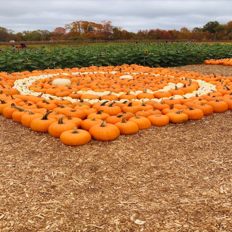 Top 12 Pumpkin Patches Near Jersey City