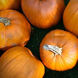 Top 12 Pumpkin Patches Near Jersey City