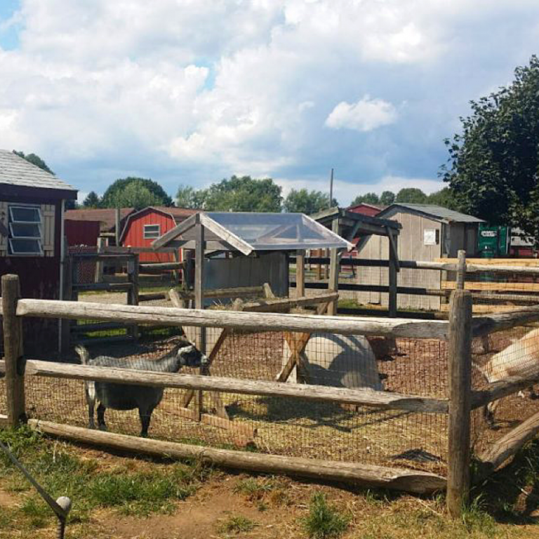 Petting Zoos Now Open Near Jersey City