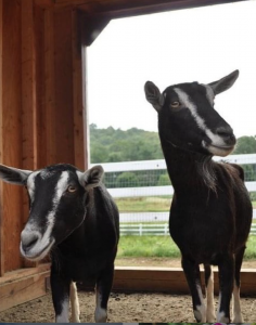 Petting Zoos Now Open Near Jersey City