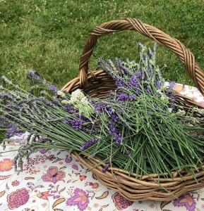 Lavender Fields To Visit Near Jersey City