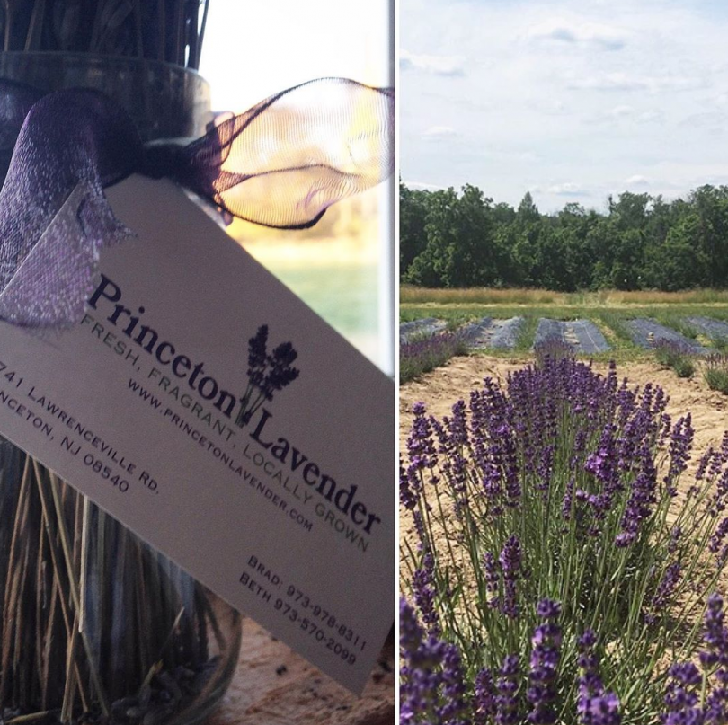 Lavender Fields To Visit Near Jersey City