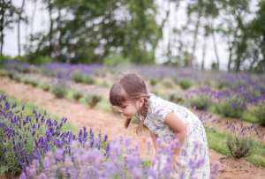 Lavender Fields To Visit Near Jersey City