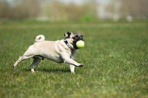 Timulty Park Dog Run in Jersey City