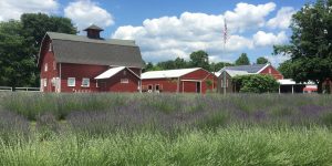 Lavender Fields To Visit Near Jersey City