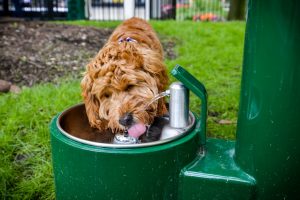 Harborside Community Dog Park in Jersey City