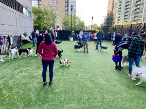 Newport Dog Run in Jersey City