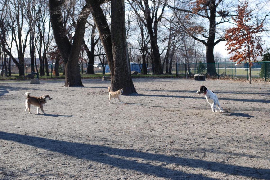Dog parks in Jersey City Summer with Pets JCFamilies