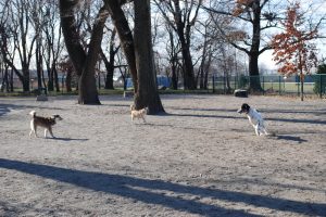 Lincoln Park dog park in Jersey City