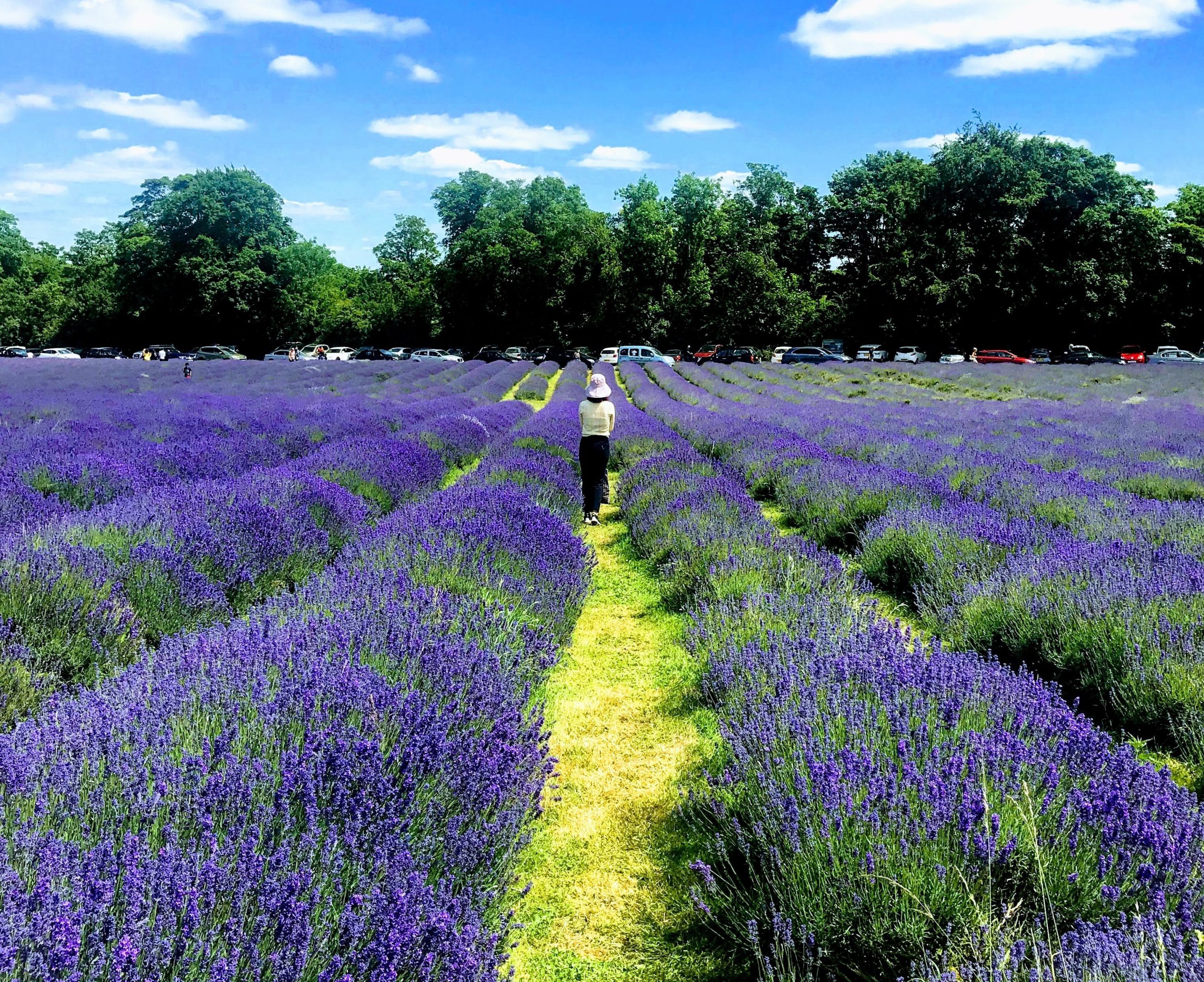 Lavender Fields To Visit Near Jersey City