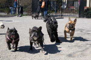 Hamilton Park Dog run in Jersey City