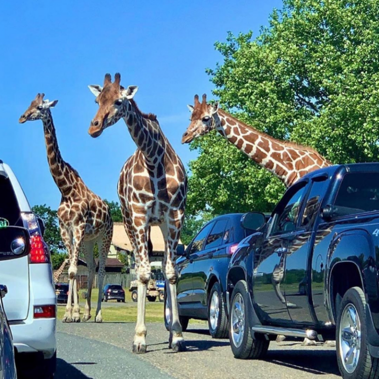 safari drive thru zoo