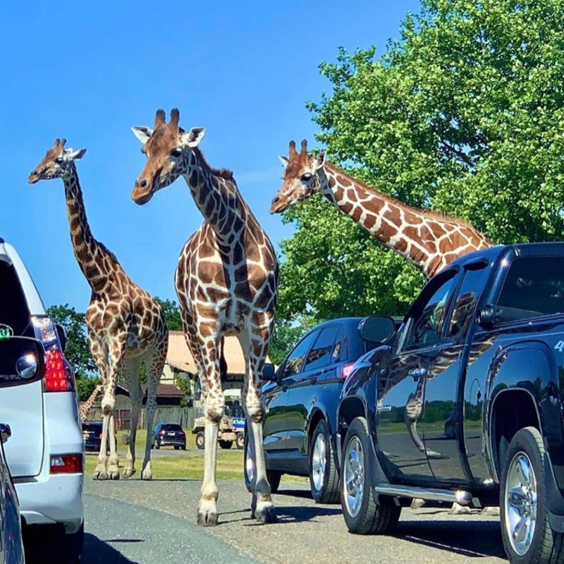 Drive-Thru Zoo's On The East Coast | Family Fun | JCFamilies