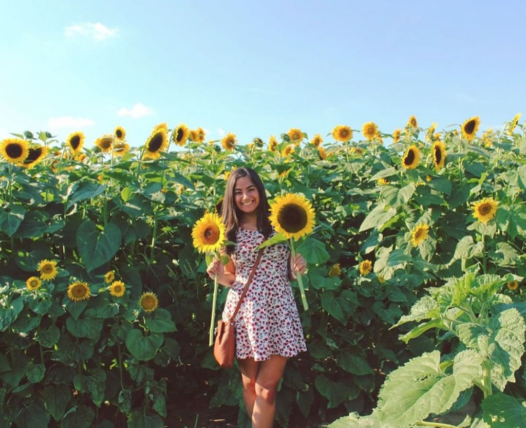 Sunflower Farms To Visit Near Jersey City