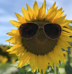 Sunflower Farms To Visit Near Jersey City