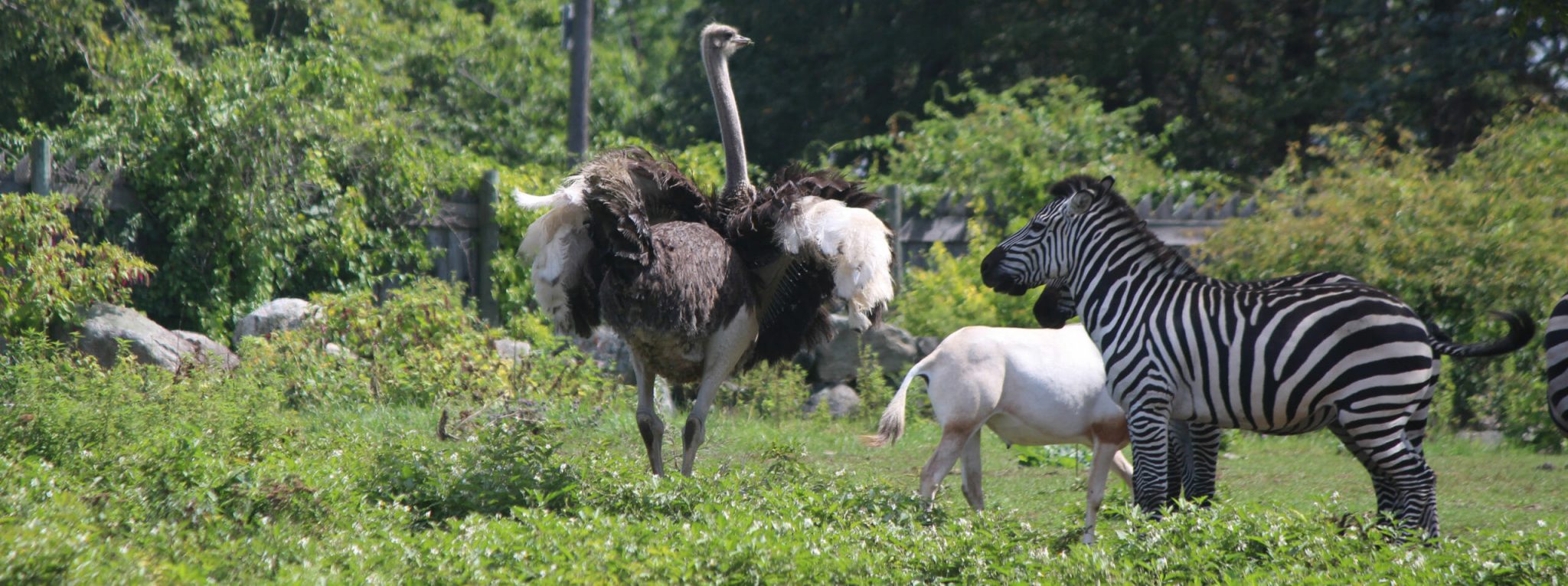 DriveThru Zoo's On The East Coast Family Fun JCFamilies