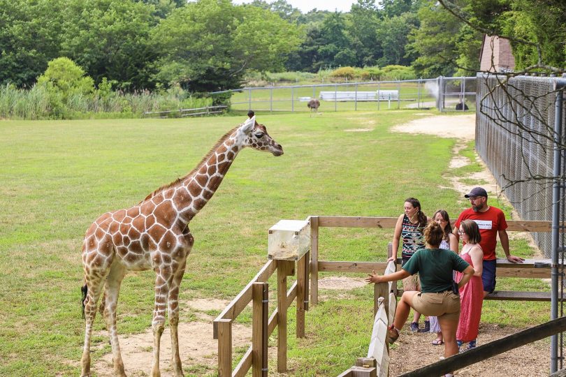 Zoos and Aquariums In And Around Jersey City - Cape May Zoo 810x540