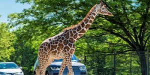 Drive-Thru Zoo's On The East Coast Six Flag Safari 